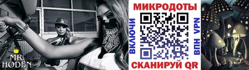 Купить где Вяземский Галлюциногенные грибы Psilocybine cubensis